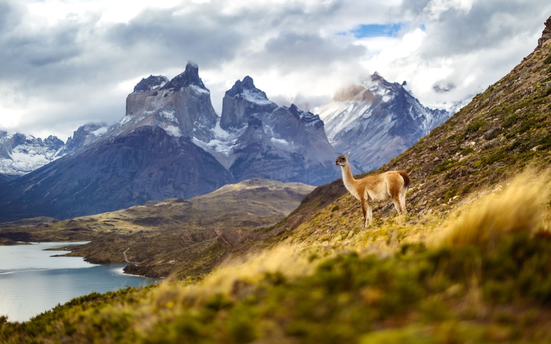 Expansive Patagonian grasslands and peaks
